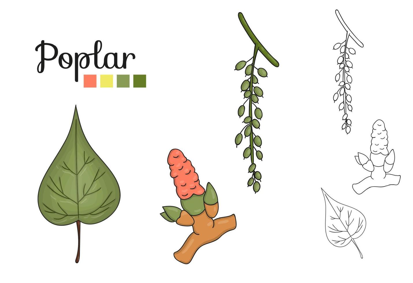 vector set populier boom elementen geïsoleerd op een witte achtergrond. botanische illustratie van populierblad, brunch, bloemen, fruit, ament. zwart-wit illustraties