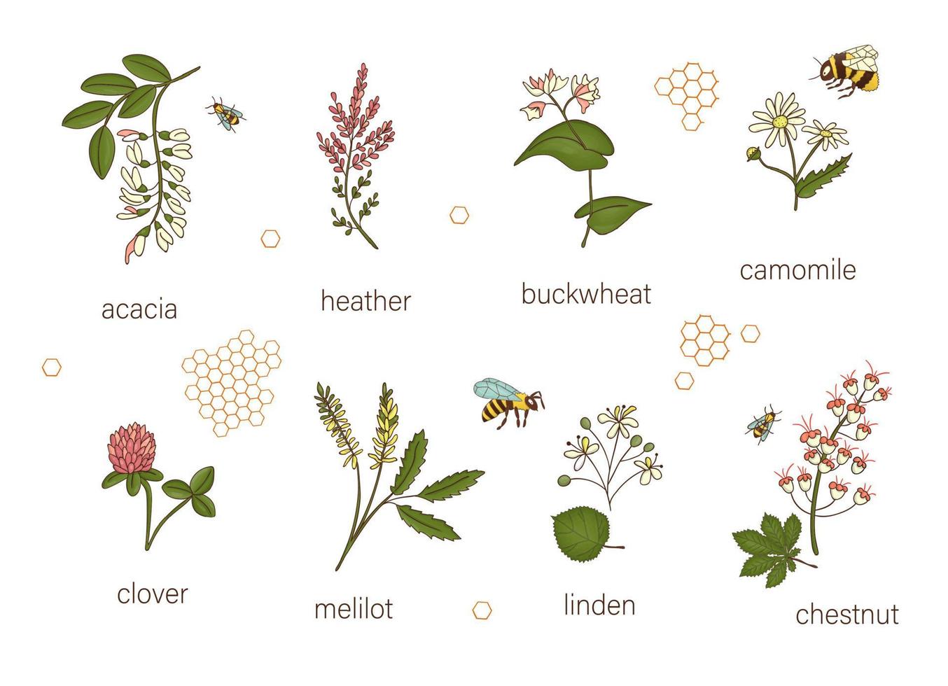 vector set gekleurde wilde bloemen. illustratie van honing bloemen met bij, hommel, honingraten. kleurrijke collectie van acacia, heide, kamille, boekweit, klaver, melilot, kastanje, wilg