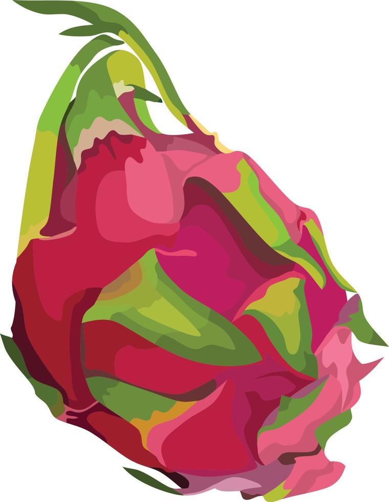 drakenfruit vectorillustratie vector