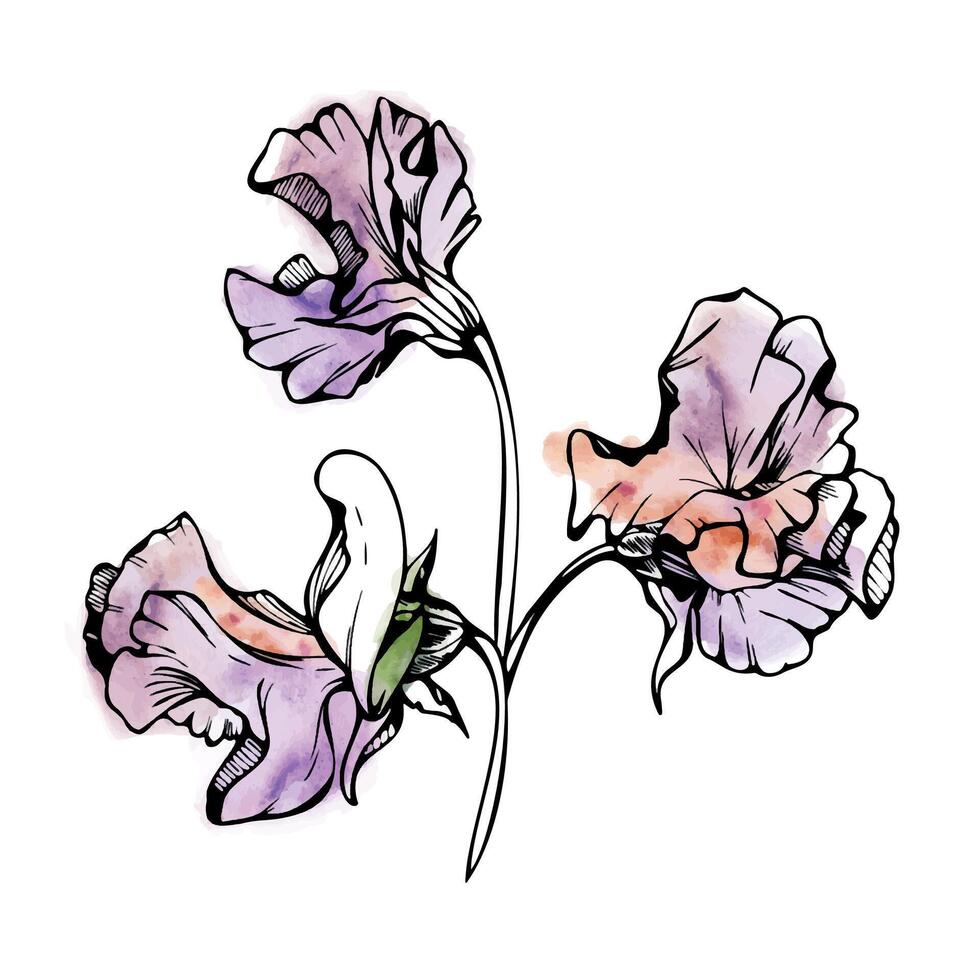 hand- getrokken waterverf inkt illustratie botanisch bloemen bladeren. zoet eeuwigdurend erwt, wikke winde peulvrucht. Afdeling boeket geïsoleerd Aan wit achtergrond. ontwerp bruiloft, liefde kaarten, bloemen winkel vector