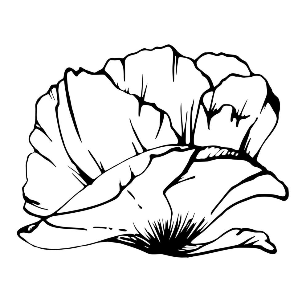 reeks van elementen met hand- getrokken pioen papaver bloemen. geïsoleerd Aan wit achtergrond. botanisch grafisch illustratie. ontwerp voor uitnodigingen, bruiloft, liefde of groet kaarten, papier, afdrukken, textiel vector