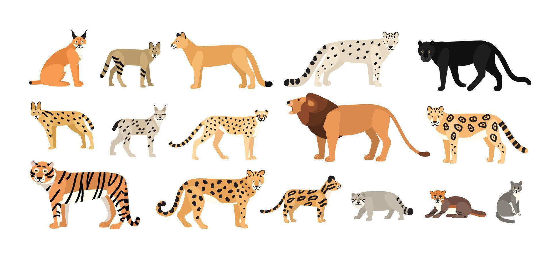 verzameling van verschillend wild en huiselijk katten. exotisch dieren van felidae familie geïsoleerd Aan wit achtergrond. bundel van schattig tekenfilm karakters. vlak kleurrijk zoölogisch illustratie. vector