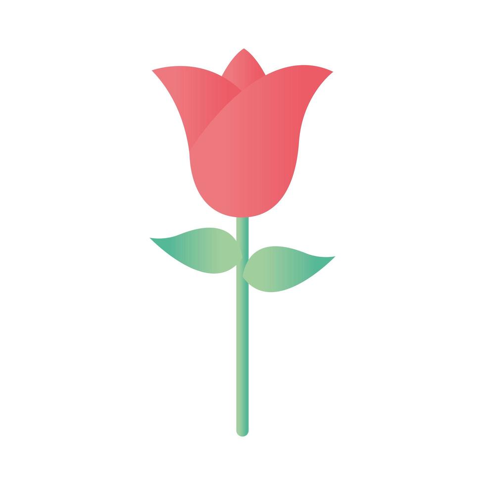 roos met groene stengel op een witte achtergrond vector