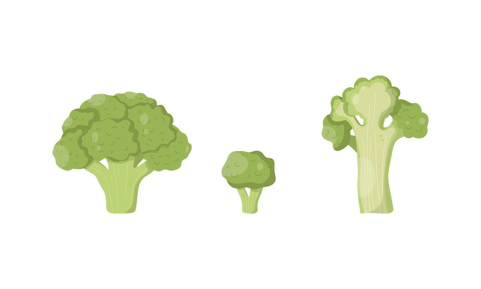 reeks met broccoli. hand- getrokken broccoli van verschillend hoeken vector