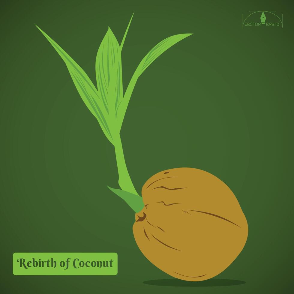 spruit kokosnoot zaad vector