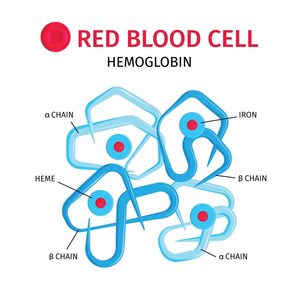 bloedcellen hemoglobine infographics vector
