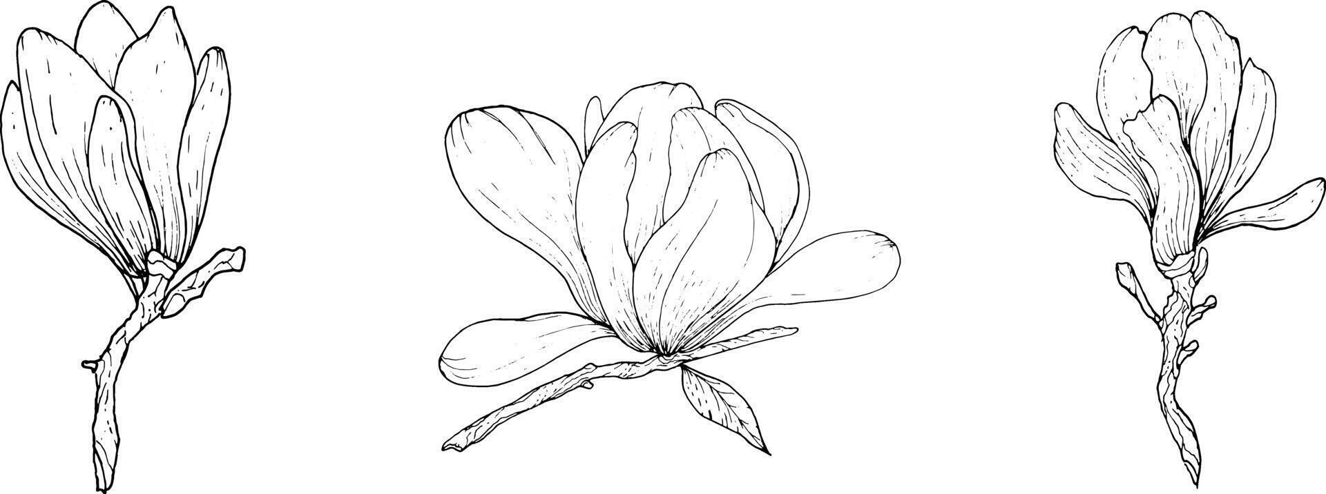 monochroom bloemen en takken van magnolia, hand- getrokken. magnolia overzicht, zwart en wit illustratie van magnolia bloemen en takken vector