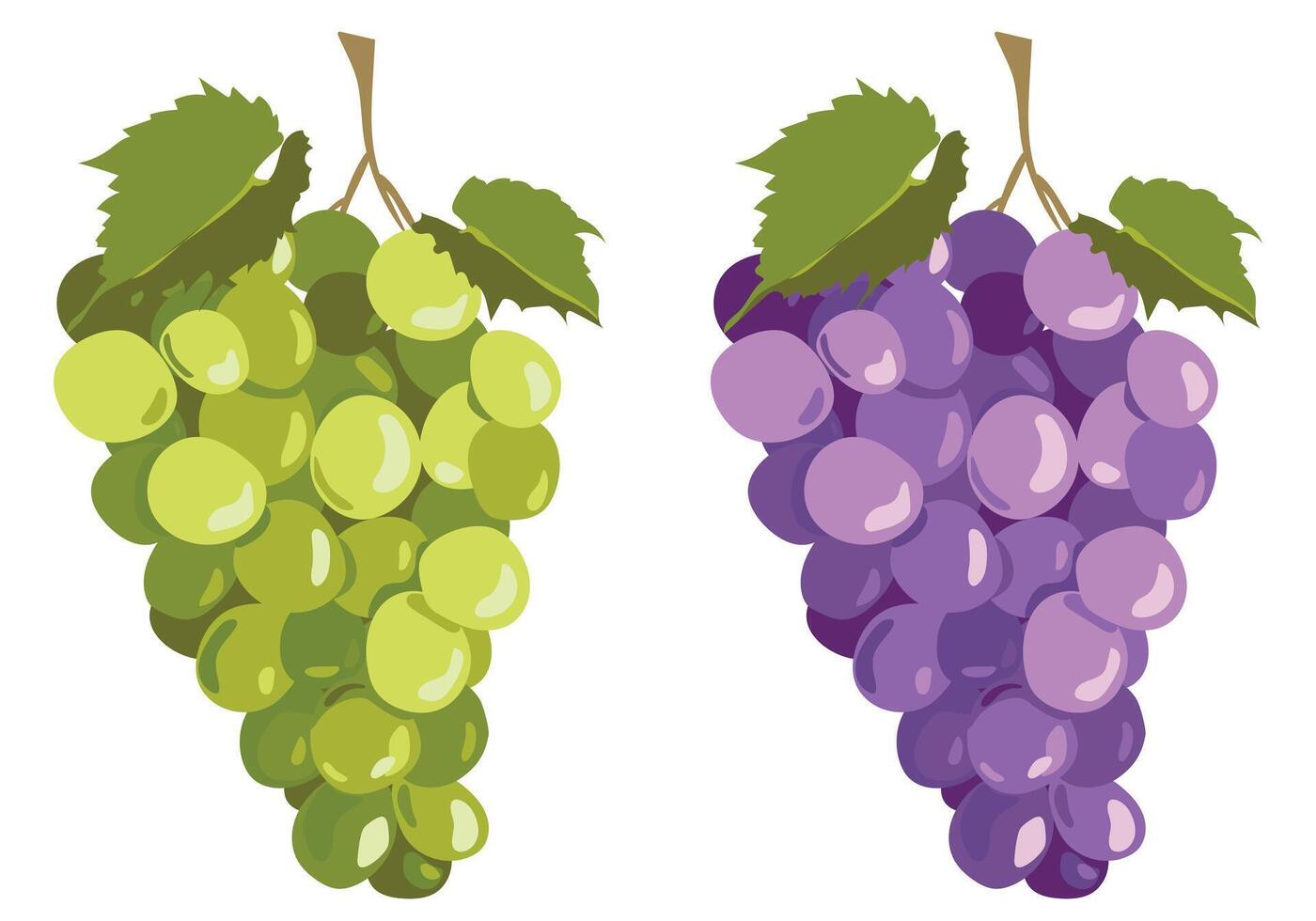 zwart en wit druiven geïsoleerd Aan wit achtergrond. reeks in vlak stijl. rijp Purper bessen en groen degenen voor wijn. embleem voor wijnmakerij, menu, sap. vector