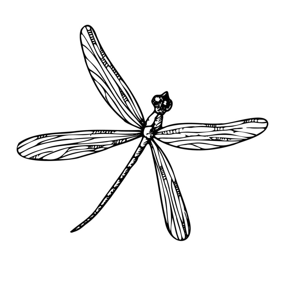 schattig libel. hand- geschilderd lineair insecten. grafisch clip art geïsoleerd Aan achtergrond. botanisch en bruiloft illustratie. voor ontwerpers, uitnodigingen, decoratie, ansichtkaarten, omhulsel papier vector