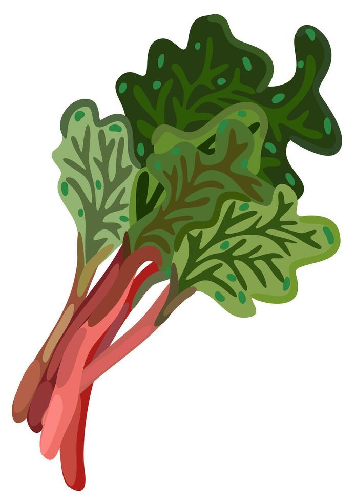 rabarber. Purper stengels met groen bladeren. geïsoleerd illustratie. tuin groente vector