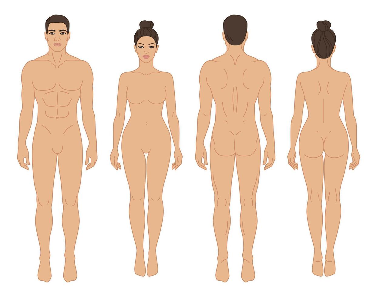 Mens en vrouw lichaam voorkant en terug visie illustratie. geïsoleerd schets lijn contour sjabloon menselijk lichaam verschillend geslacht zonder kleren. vector