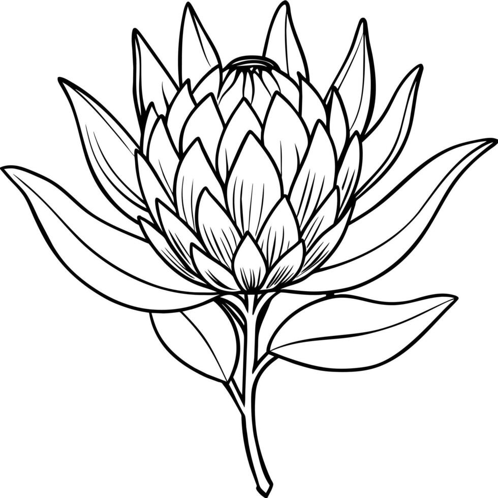 protea bloem schets illustratie kleur boek bladzijde ontwerp, protea bloem zwart en wit lijn kunst tekening kleur boek Pagina's voor kinderen en volwassenen vector