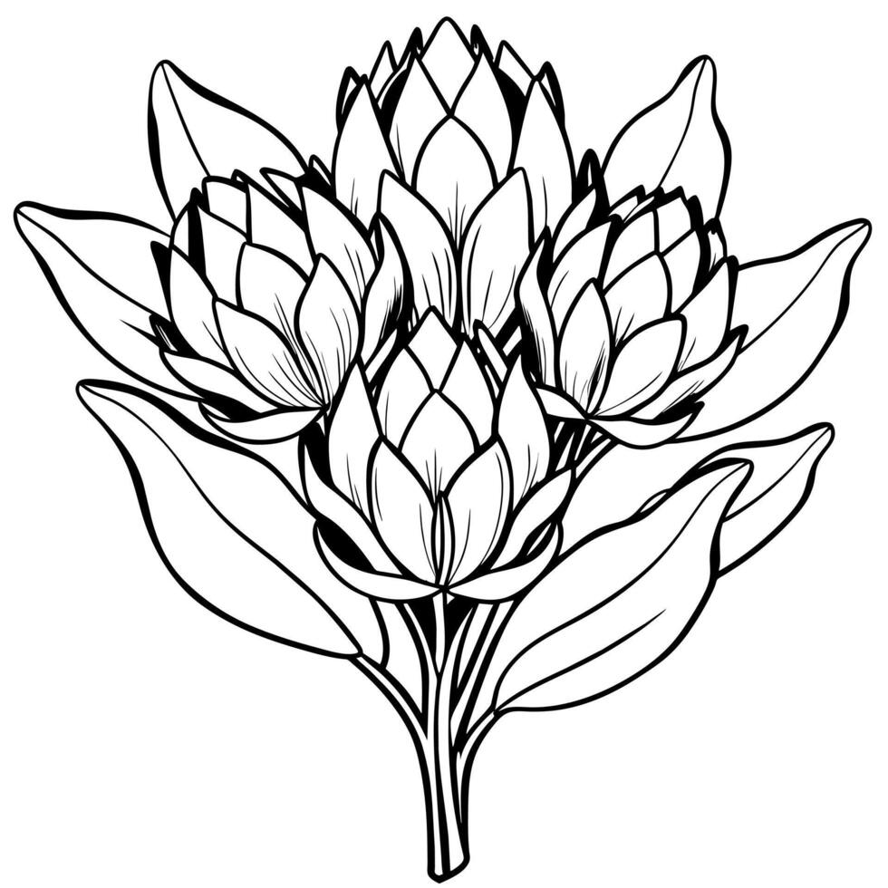 protea bloem schets illustratie kleur boek bladzijde ontwerp, protea bloem zwart en wit lijn kunst tekening kleur boek Pagina's voor kinderen en volwassenen vector