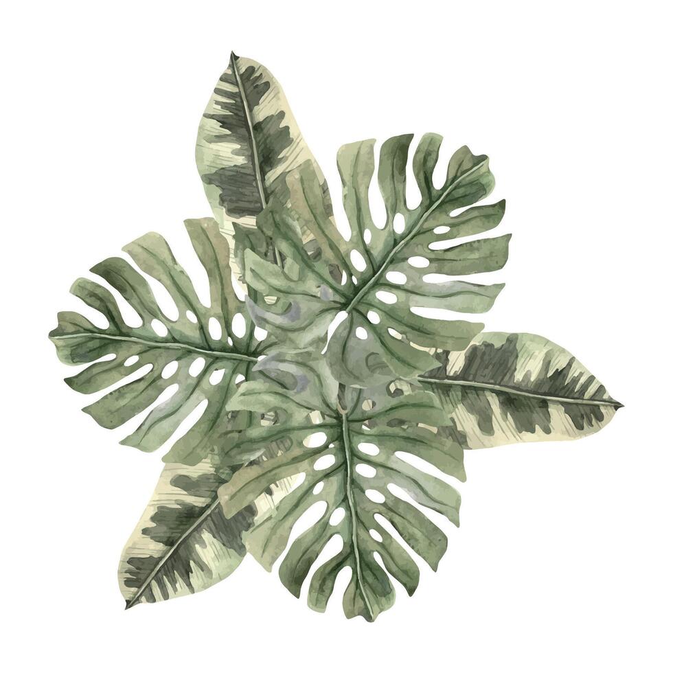 samenstelling van tropisch bladeren van monstera en dieffenbachia. hand- getrokken waterverf illustratie. botanisch exotisch illustratie voor divers ontwerpen, uitnodigingen, kaarten, vakantie decoratie vector