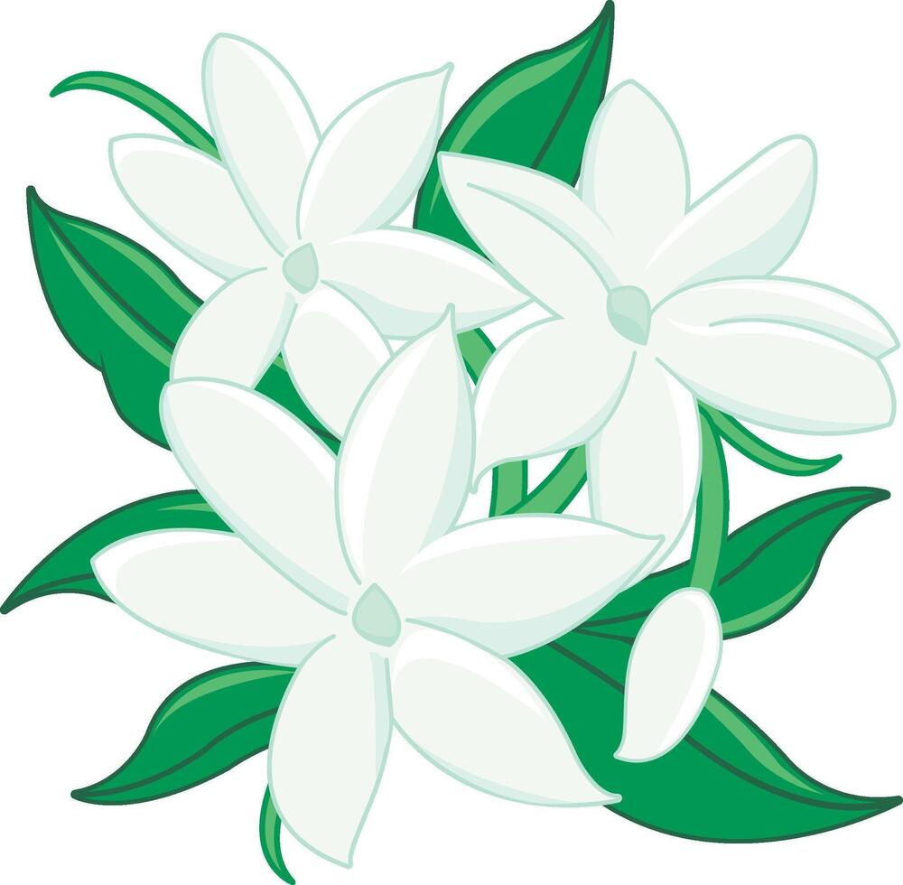 jasmijn bloemen. wit bloemen en bladeren in wit achtergrond. vector