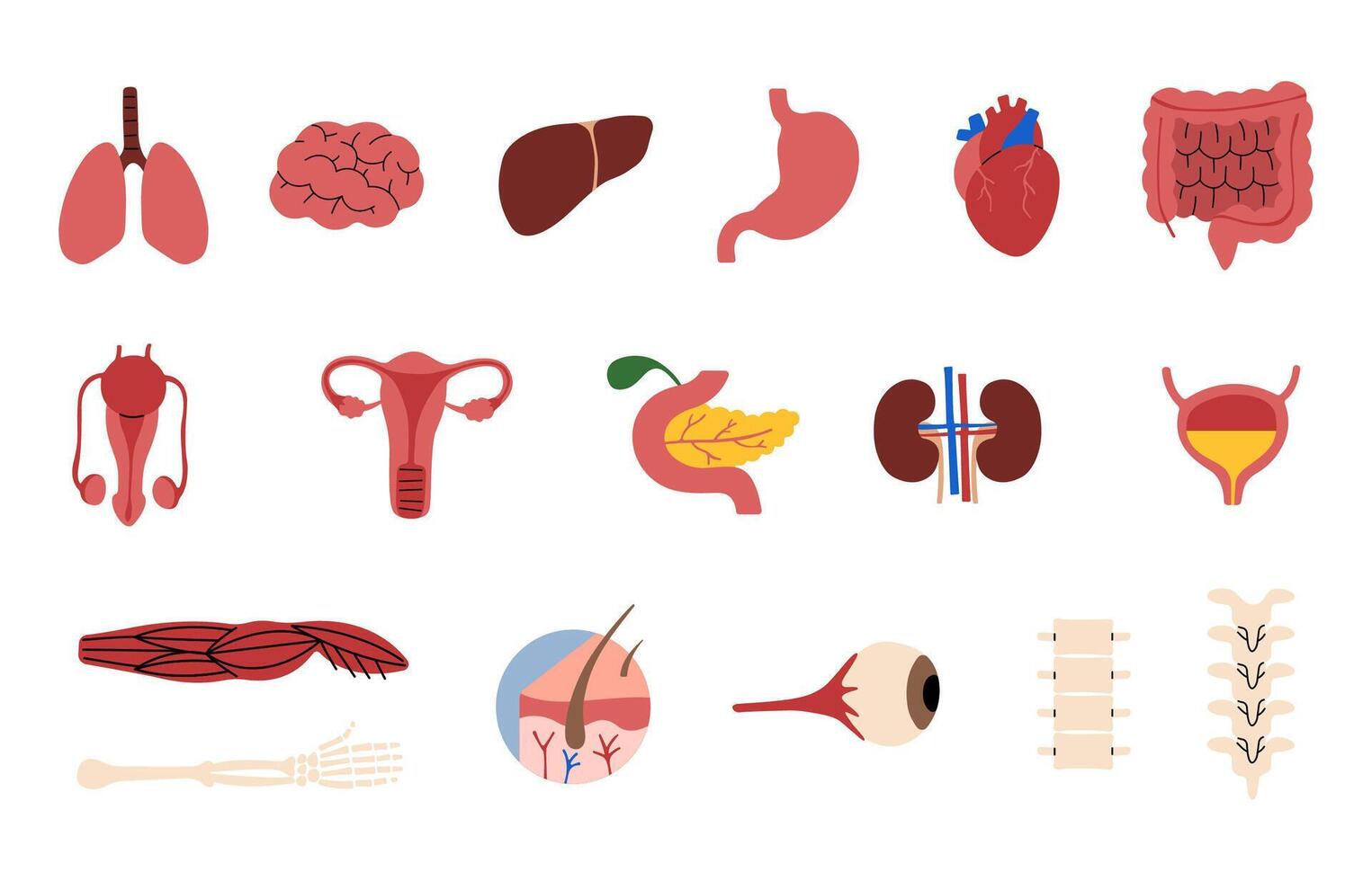 menselijk organen verzameling 2 Aan een wit achtergrond, illustratie. vector