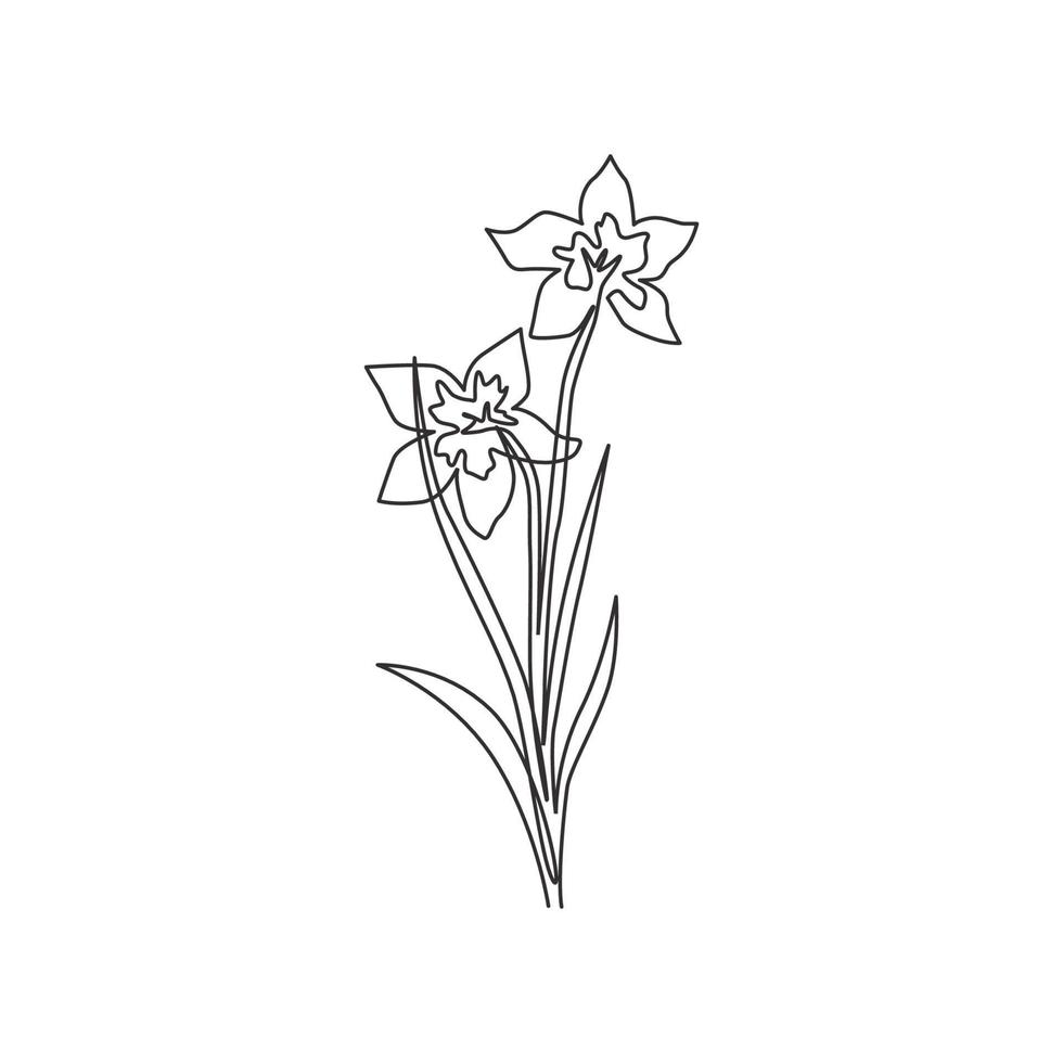 enkele doorlopende lijntekening van schoonheid verse narcissen voor thuis muur decor art poster print. afdrukbare decoratieve narcisbloem voor kaartornament. moderne één lijn tekenen ontwerp vectorillustratie vector