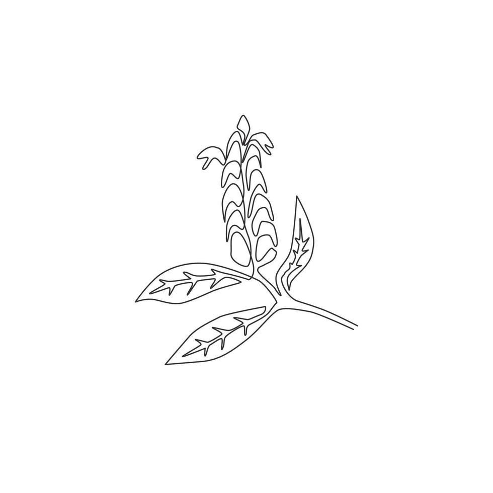 enkele doorlopende lijntekening van schoonheid verse lolly plant voor home decor wall art poster print. decoratieve pachystachys lutea voor bloemenkaartframe. moderne één lijn tekenen ontwerp vectorillustratie vector