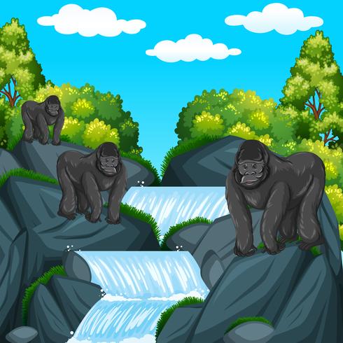 Drie gorilla&#39;s bij de waterval vector