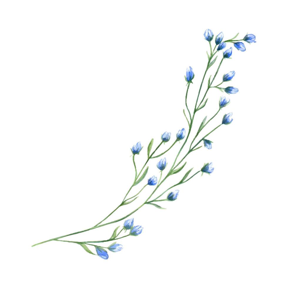 veld- blauw bloem Afdeling. lente, zomer kruiden. weide, Woud wilde bloemen. bloeiend delicaat fabriek. waterverf botanisch illustratie. gemakkelijk element voor ontwerp, afdrukken of ansichtkaart. vector