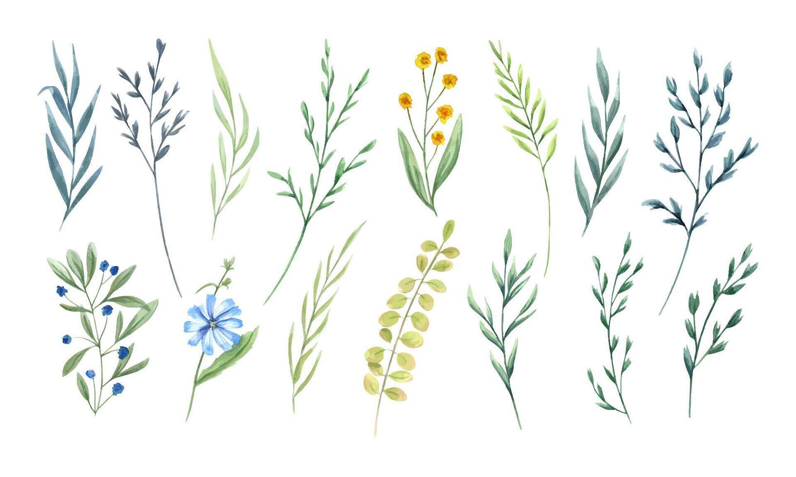 wilde bloemen en kruiden. reeks van weide, veld- planten. delicaat bloemen en aartje. bloemen klem kunst takjes. waterverf botanisch illustratie voor ansichtkaart ontwerp, sjabloon voor poster, groet. vector