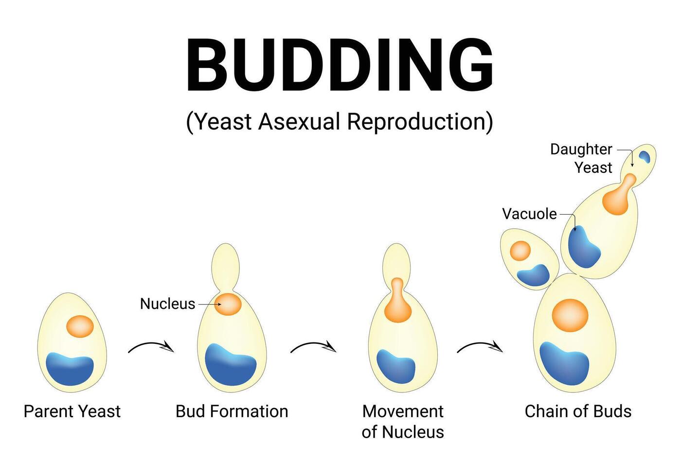 ontluikend gist aseksueel reproductie wetenschap ontwerp illustratie diagram vector