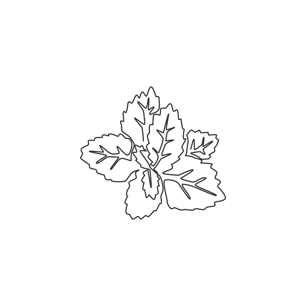 één enkele lijntekening van gezonde biologische muntblaadjes voor de identiteit van het boerderijlogo. verse lamiaceae plant concept voor plantage icoon. moderne ononderbroken lijn grafisch tekenen ontwerp vectorillustratie vector