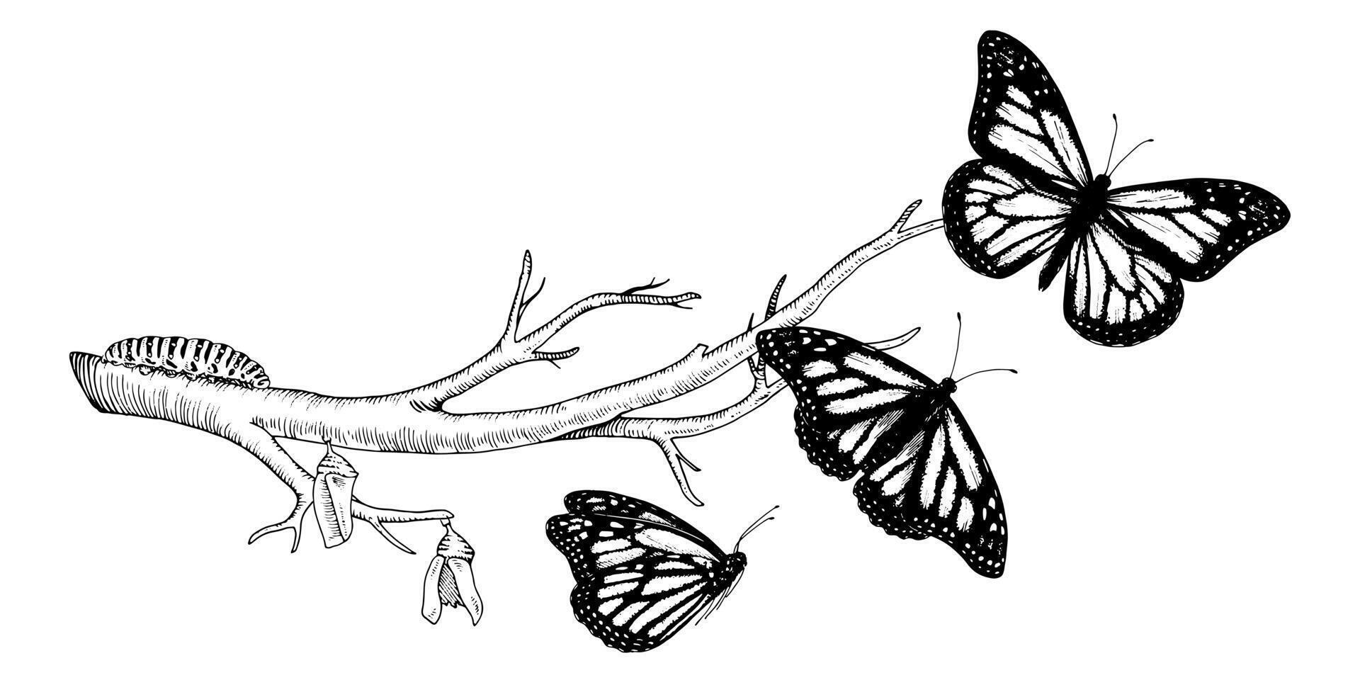 vlinder metamorfose tekening. hand- getrokken lijn kunst van insect evolutie. zwart schets illustratie van mot transformatie. natuur leven fiets schetsen. Aan een wit geïsoleerd achtergrond vector