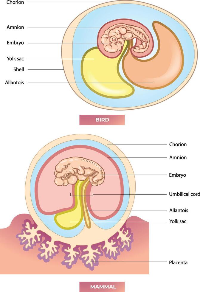 zoogdier embryo en vogel embryo vergelijking diagram vector