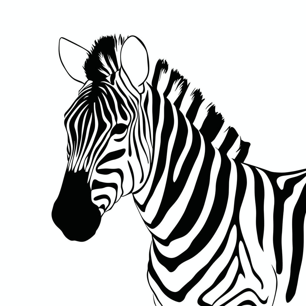 zebra zwart en wit illustratie vector