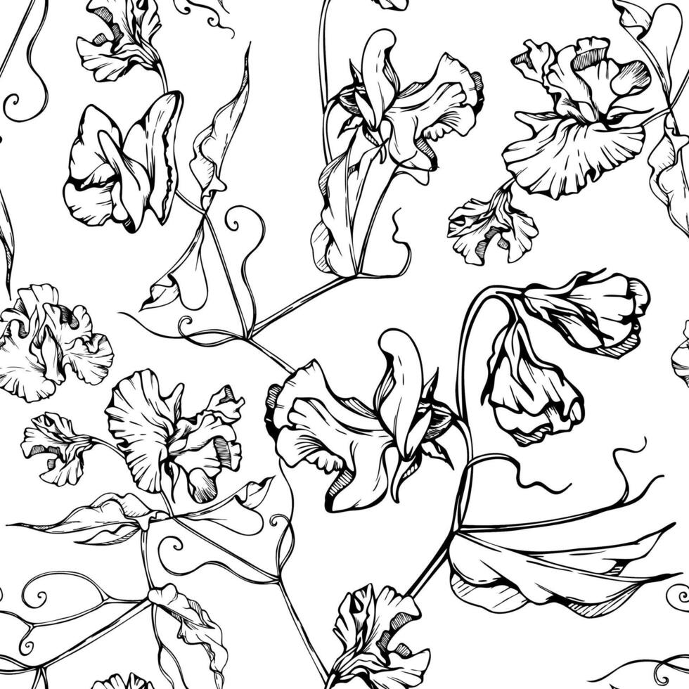 hand- getrokken grafisch inkt illustratie botanisch bloemen bladeren. zoet eeuwigdurend erwt, wikke winde peulvrucht ranken. naadloos patroon geïsoleerd wit achtergrond. bruiloft, kaarten, bloemen winkel vector