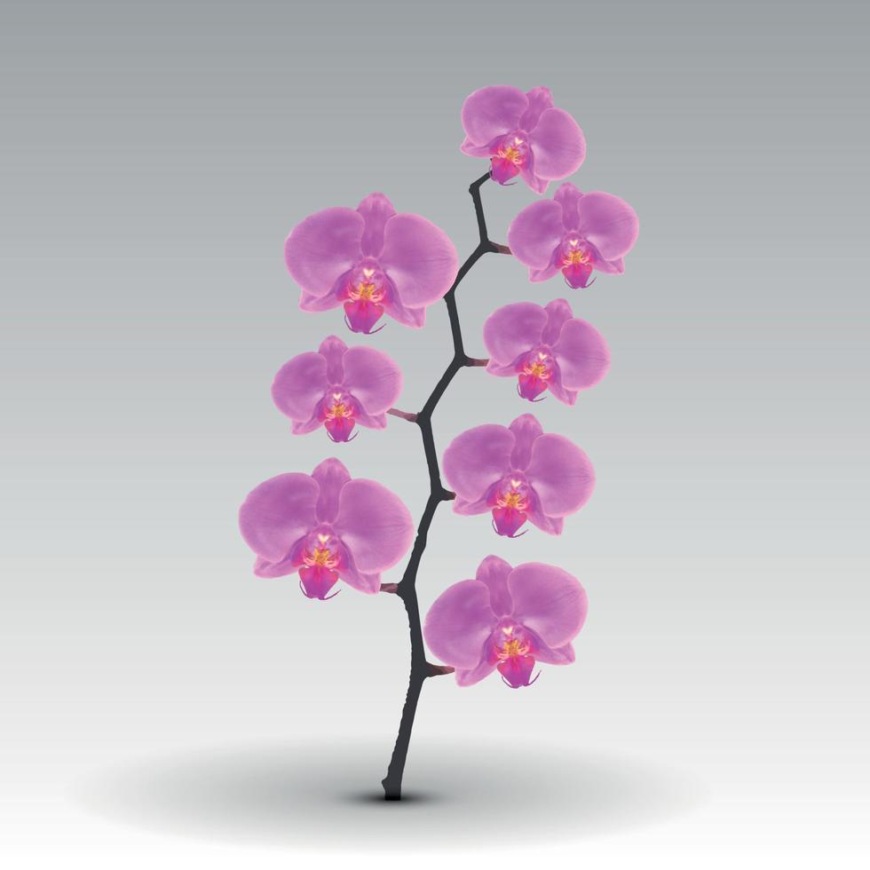 tak bloemen van de orchidee roze. vectorillustratie. vector