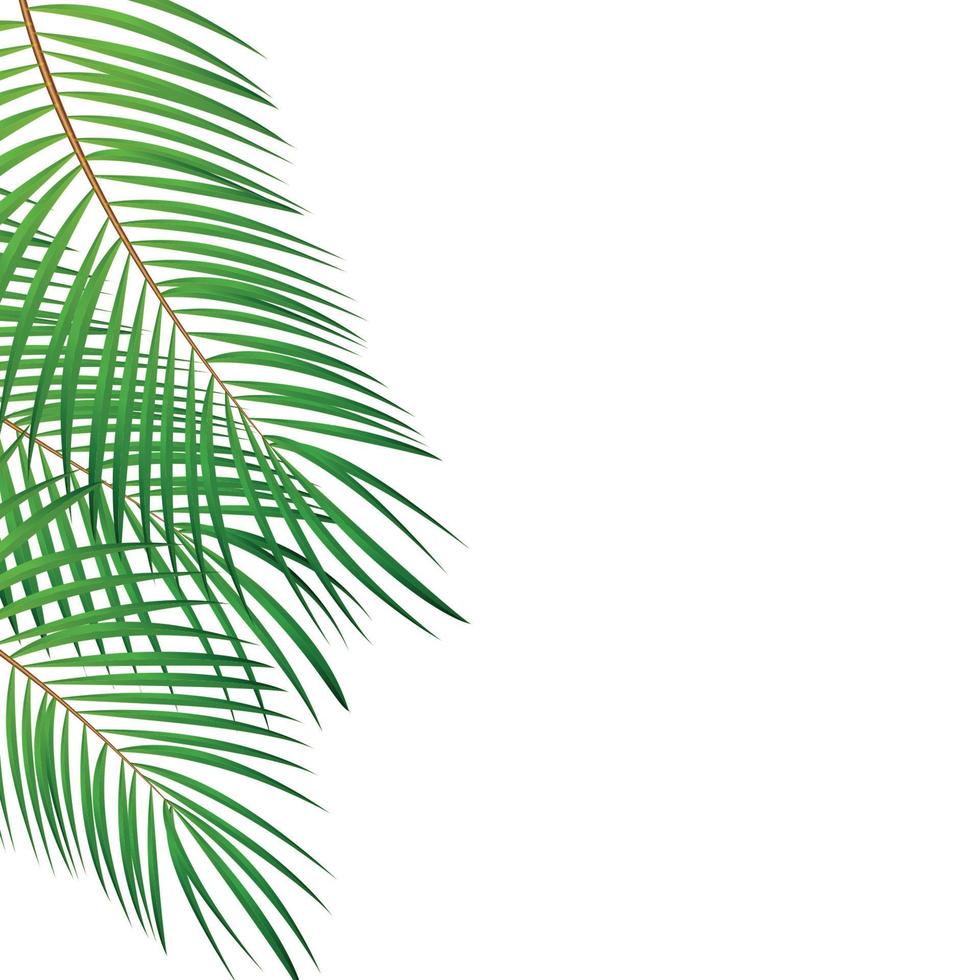 kleurrijk naturalistisch frame van het blad van de libistons van Chinees. zuidelijke palm vector