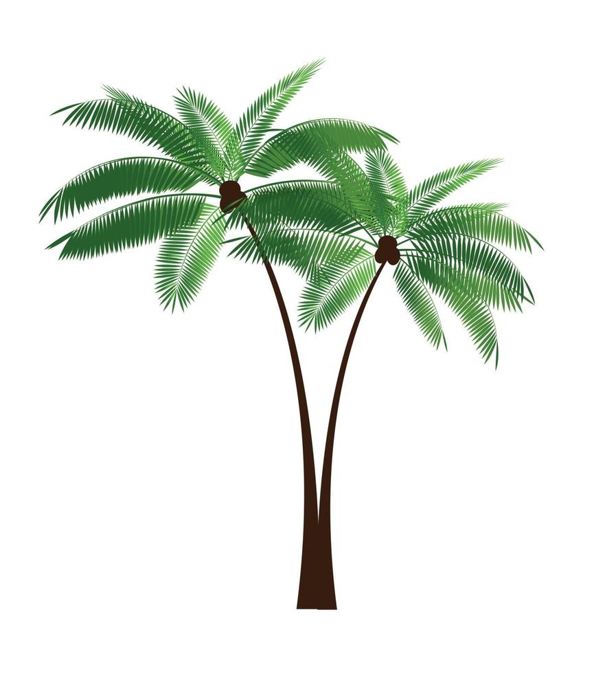 palmblad vectorillustratie vector