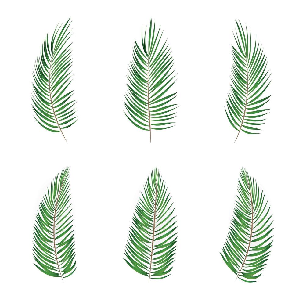 set van palmblad vector achtergrond geïsoleerde illustratie