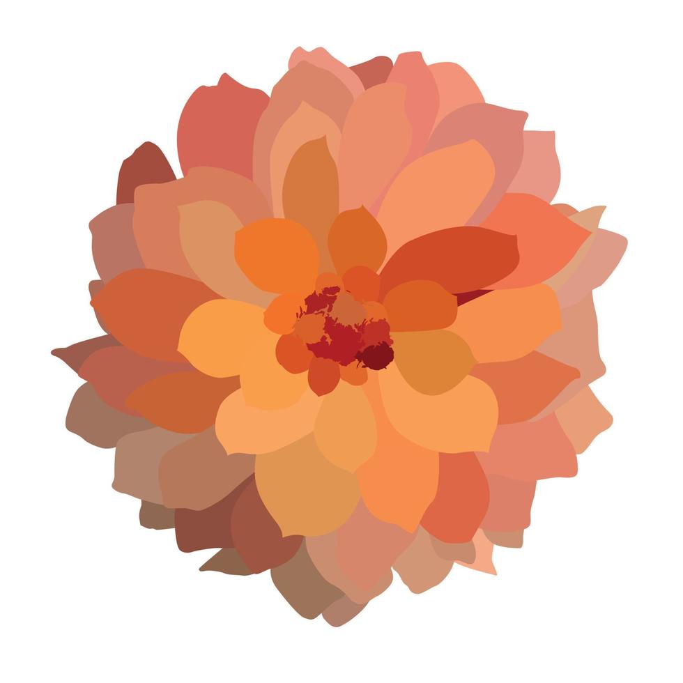 veelkleurige kleurrijke dahlia geïsoleerd op een witte achtergrond. vector illustratie