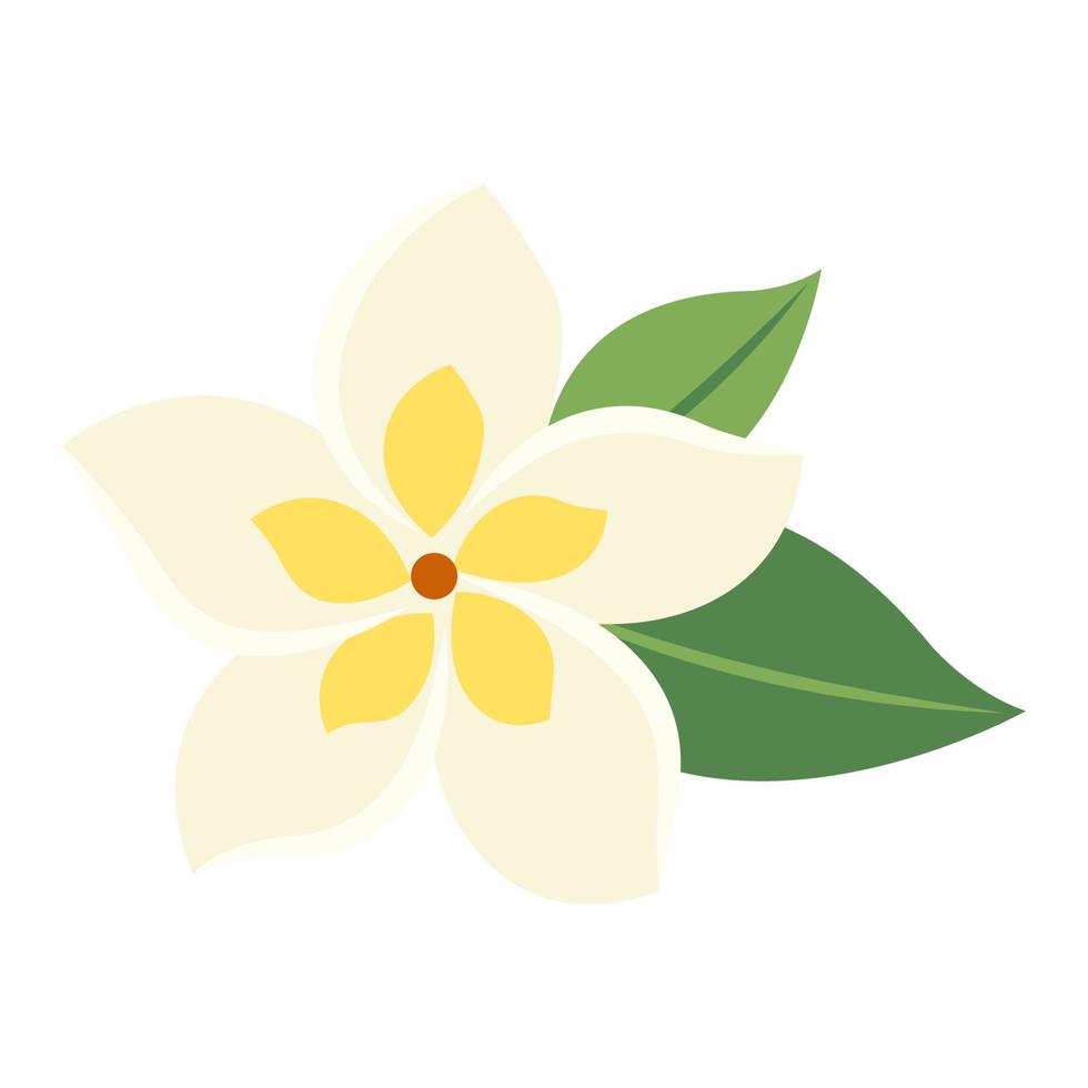 botanische bloem frangipani vector