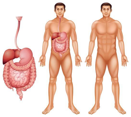 Menselijke spijsvertering vector