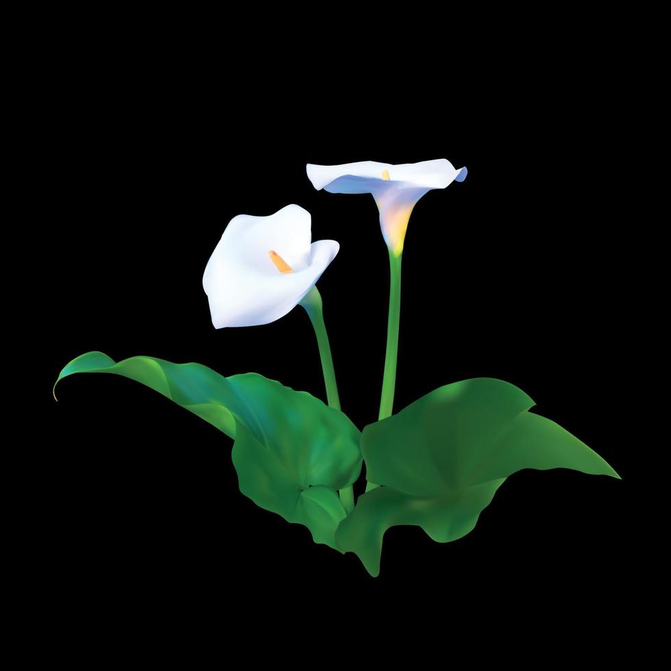 abstracte bloemenachtergrond met calla bloem. vector illustratie