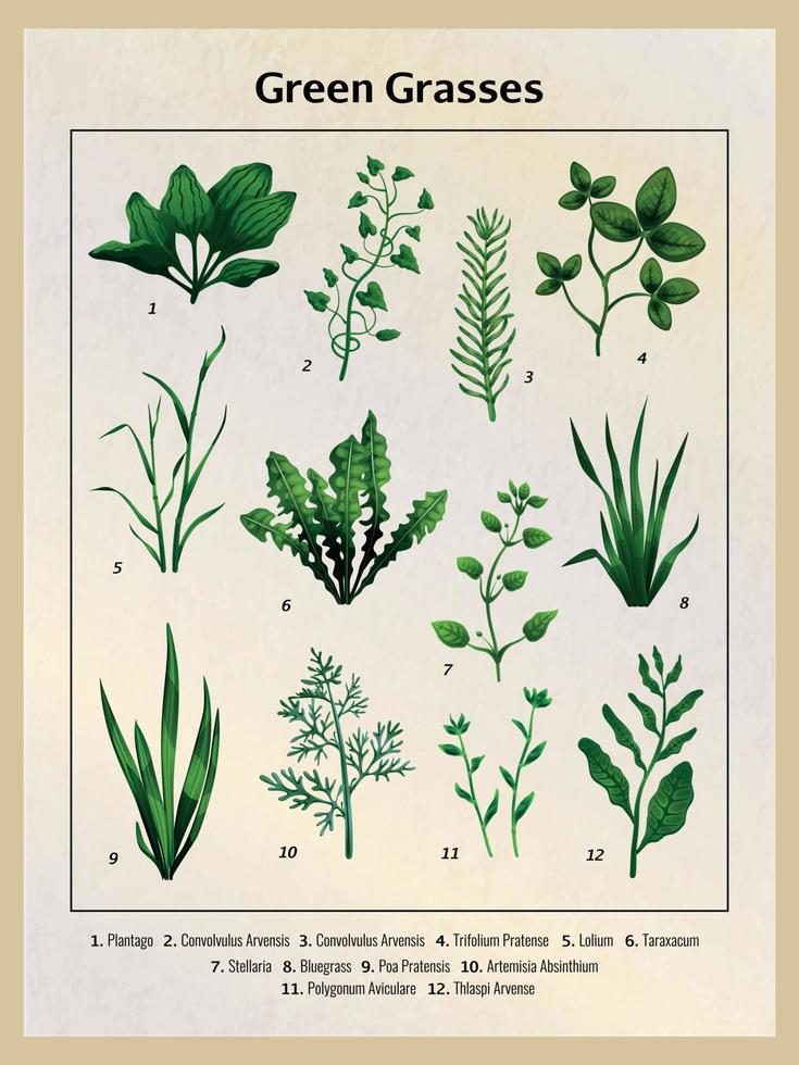 groene grassen poster vector