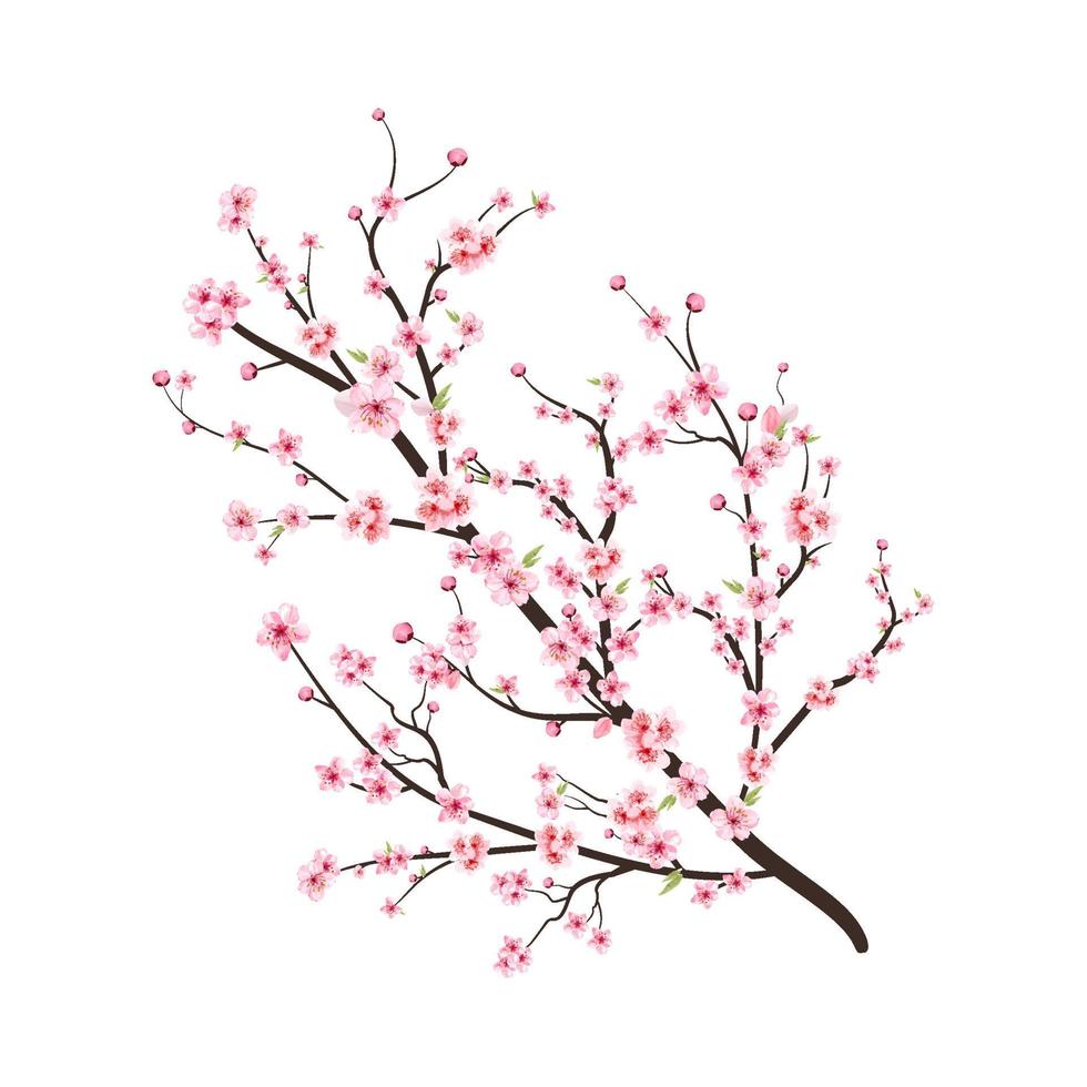 kersenbloesemtak met sakurabloem. roze sakura bloem achtergrond. kersenbloesem bloem bloeiende vector. aquarel kersenbloesem vector. sakura op witte achtergrond. aquarel kersenknop. vector