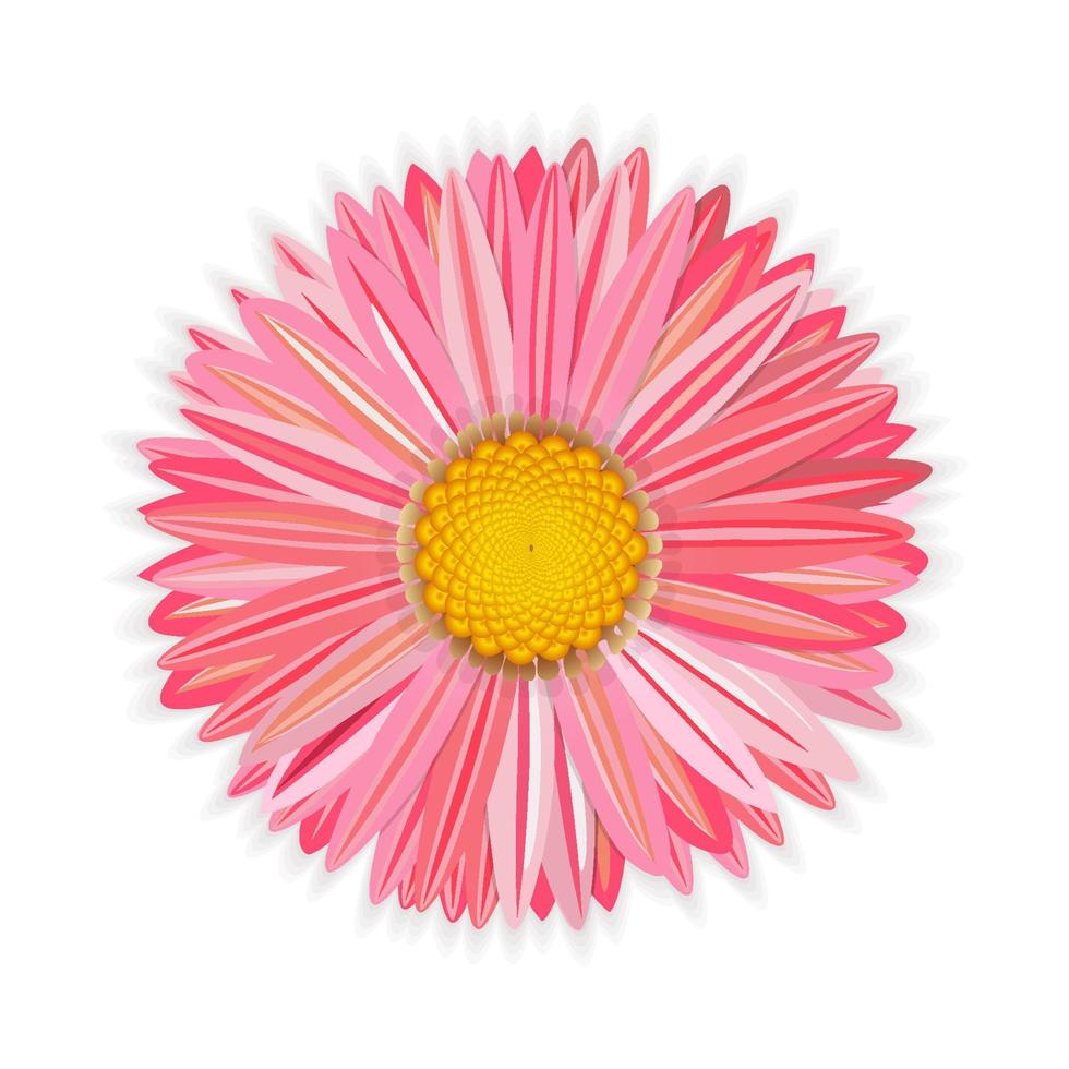 bloem roze gerbera. met een gouden kern en zachte schaduwen. op de kerstkaart, banner. Gefeliciteerd. geïsoleerd op een witte achtergrond. vectorillustratie. vector