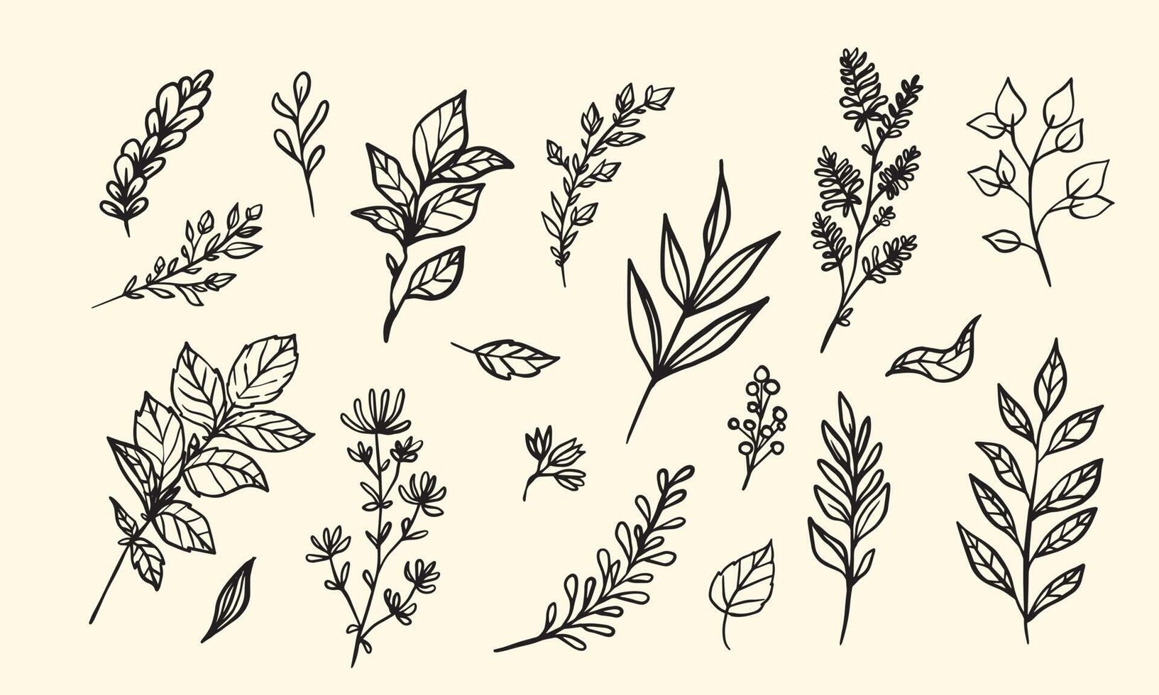 set hand getrokken blad vectorillustratie, bloem lineart geïsoleerde grafische elementen voor uw ontwerp, bloemen lineart voor klassiek design vector