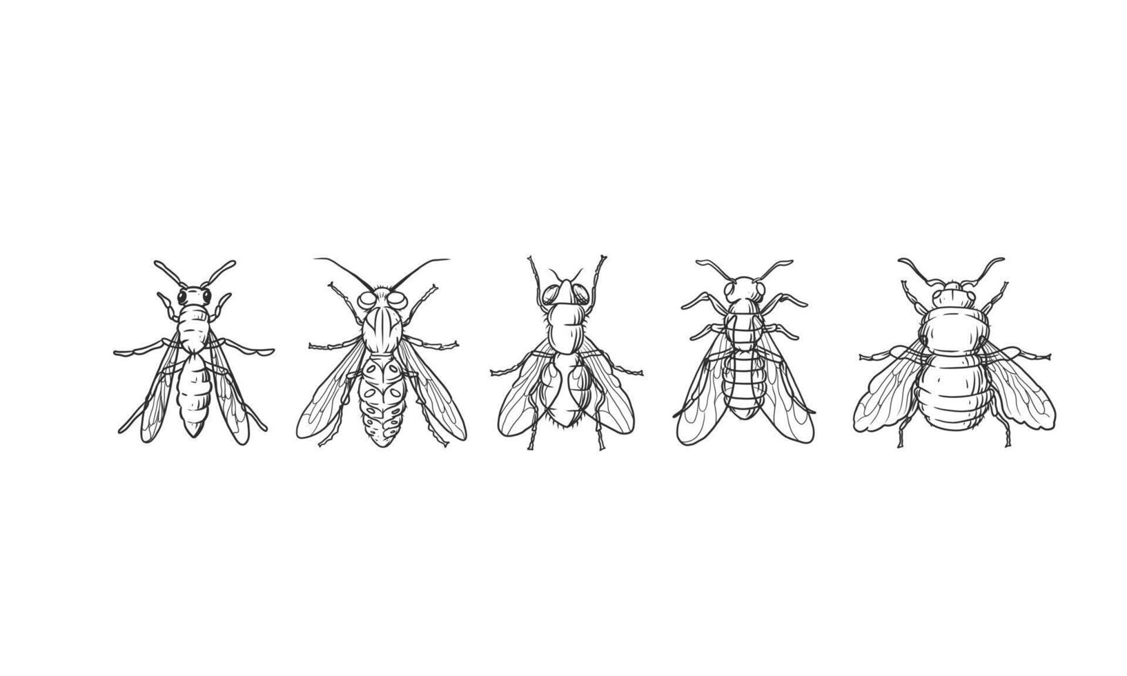 set van kever hand getrokken schets vector, verschillende kevers illustratie op geïsoleerde achtergrond. vector