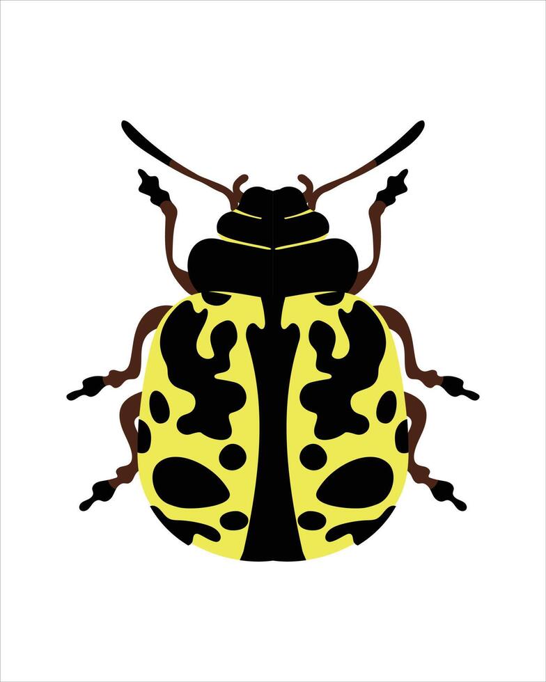 zuidelijke lieveheersbeestje. platte vectorillustratie van insecten. insecten en tuinconcept geanimeerd in kleurrijk thema. cartoon afbeelding van de natuur geïsoleerd op een witte achtergrond. vector