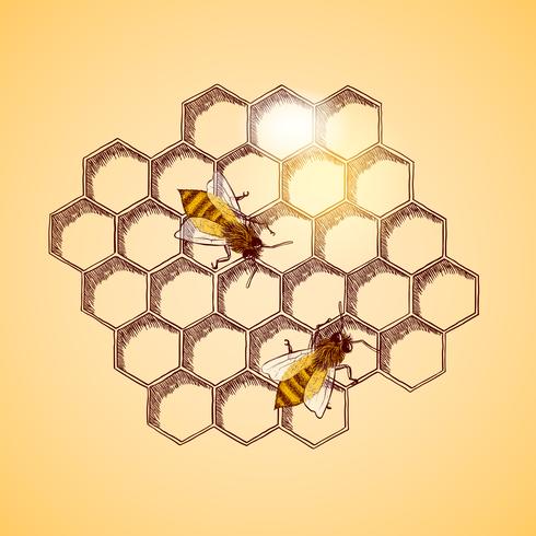 Honingbijen en honingraat achtergrond vector