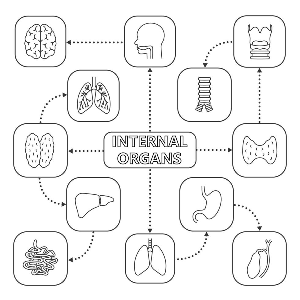 interne organen mindmap met lineaire pictogrammen. spijsverteringsstelsel, endocriene en ademhalingsstelsel. concept schema. lever, dunne darm, galblaas, luchtpijp, longen, maag. geïsoleerde vectorillustratie vector