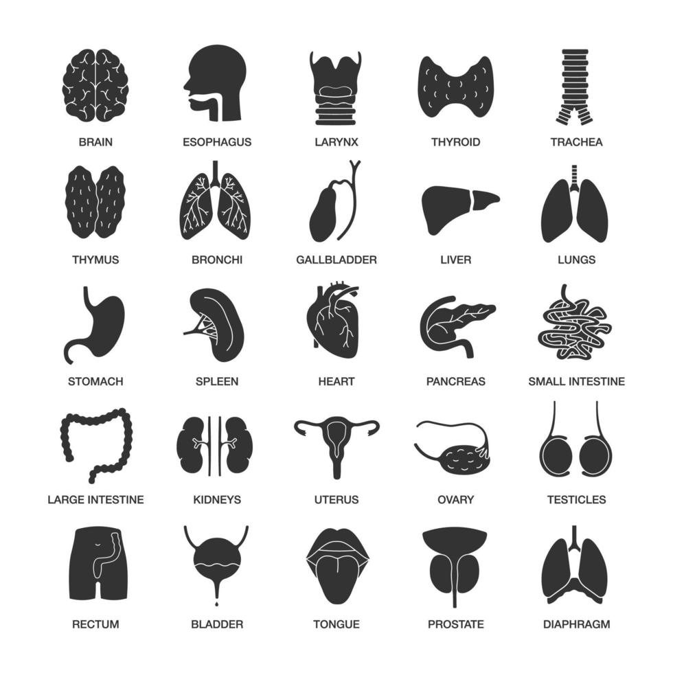 interne organen glyph pictogrammen instellen. respiratoire, urinaire, reproductieve, spijsverteringssystemen. silhouet symbolen. vector geïsoleerde illustratie