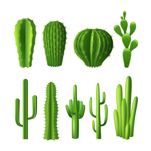 Cactus realistische set vector