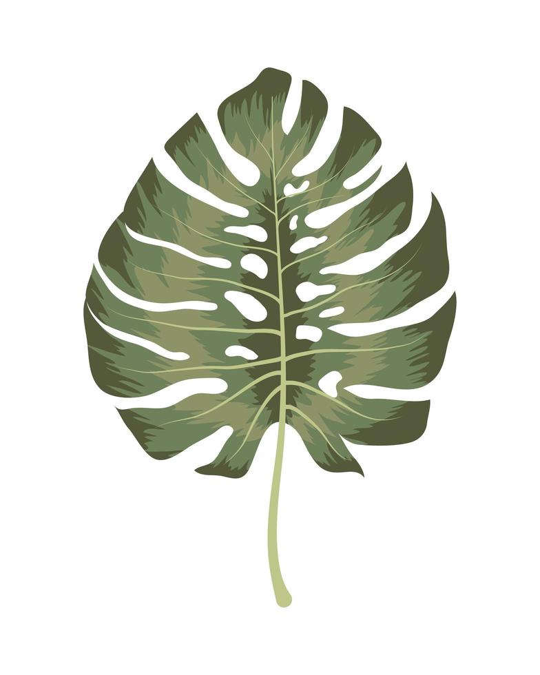 groene monstera illustratie vector